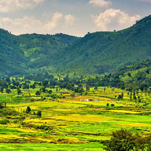 Professional Driver - Safe Car Travels Service